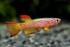 copy_555_copy_893_copy_976_copy_525_Aphyosemion-gabunense.jpg