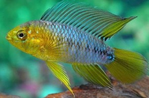 copy_564_copy_455_Apistogramma_borelli.jpg