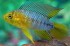 copy_564_copy_455_Apistogramma_borelli.jpg