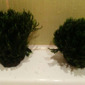 copy_639_copy_254_IMG_20151105_191738.jpg