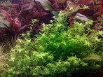 copy_672_Hemianthus-micranthemoides.jpg