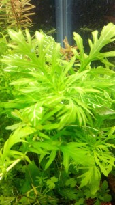 copy_68_IMG_20170320_0941561-1.jpg