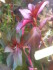 copy_950_copy_937_Ludw.Rubin_.jpg