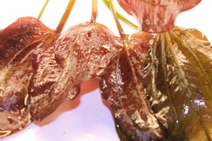 Изображение 4383.jpg