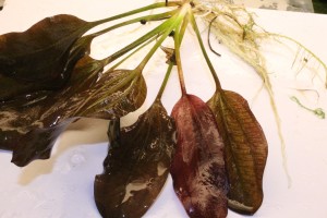 Изображение 4412.jpg