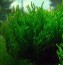 МОХ ПЛАМЯ (Taxiphyllum sp. Flame).jpg