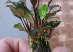 Bucephalandra_sp. Batang_Аi.JPG