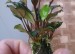 Bucephalandra_sp. Batang_Аi.JPG