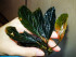 DSCF5223.jpg