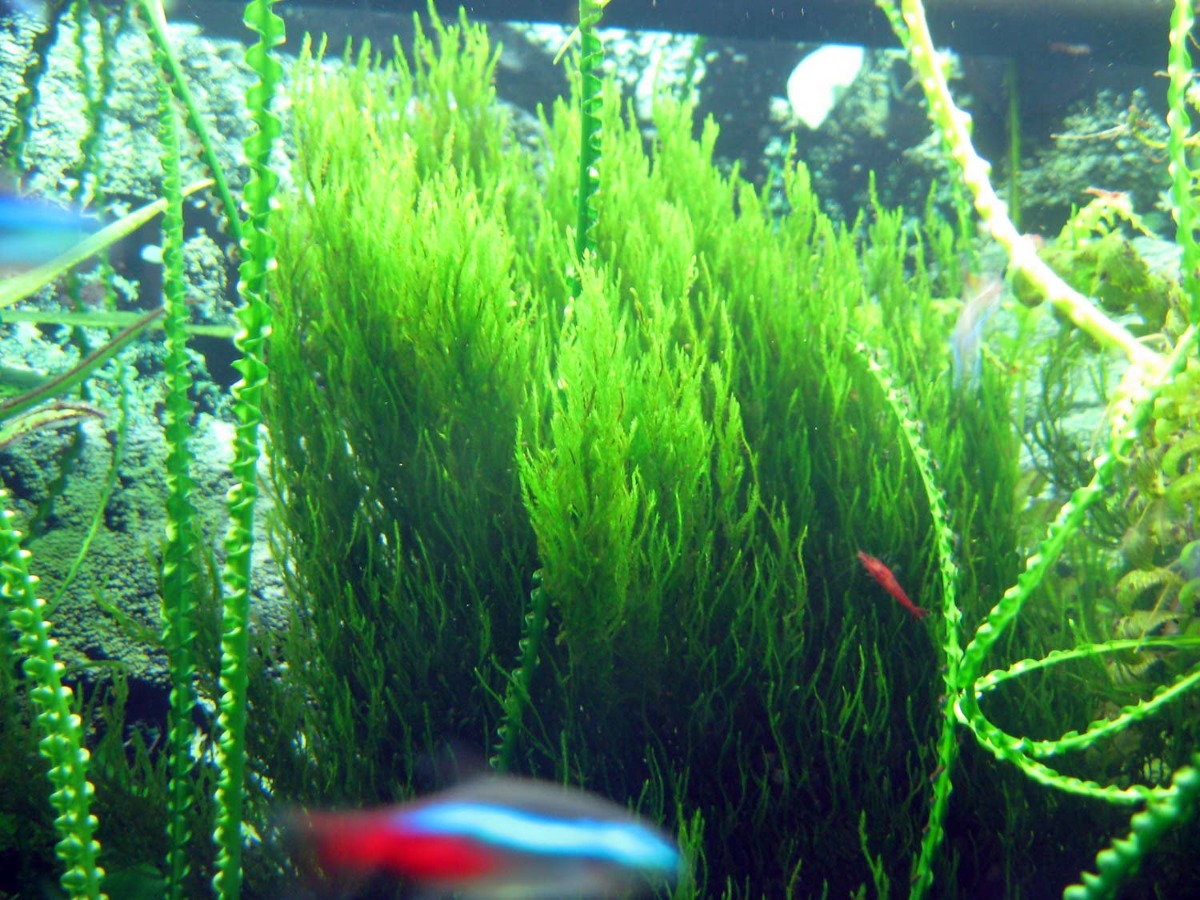 Taxiphyllum SP. \'Flame\', Flame Moss