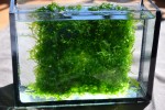 copy_133_Lomariopsis_0.jpg