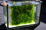 copy_220_Lomariopsis_1.jpg