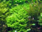 copy_423_copy_901_Riccardia-chamedryfolia.jpg