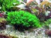 copy_669_copy_666_copy_265_copy_935_Barbula-sp.-millimeter-moss.jpg
