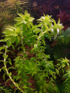 copy_719_Tonina-fluviatilis.jpg