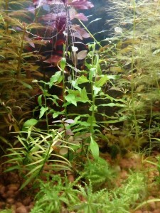 copy_767_IMG_20170504_164457.jpg