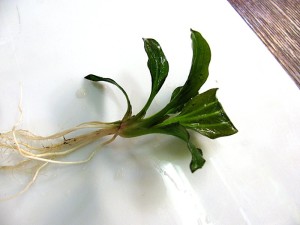 copy_95_2000-3.jpg