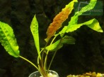 usteriana_11n.jpg