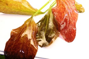 Изображение 4492.jpg