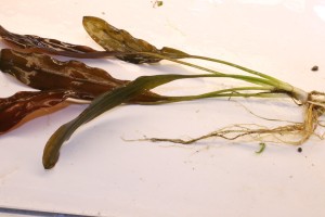 Изображение 4511.jpg