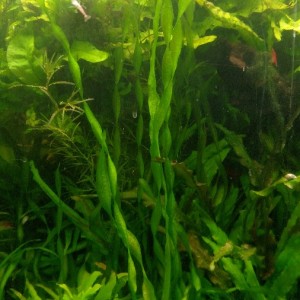 валлиснерия спиральная.jpg