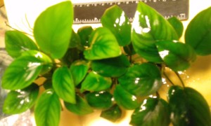 20170628_074446.jpg