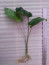Anubias Gilletii × Caladifolia.jpg