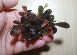 Bucephalandra sp. Copi_Susu.JPG