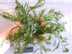 DSCN4927.JPG