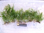 DSCN4936.JPG