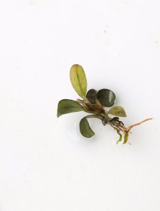 DSC_0038.jpg
