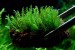 Fissidens sp.Mini.jpg