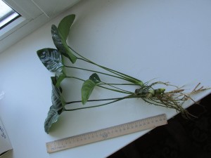 IMG_0871.JPG