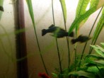 IMG_20170529_164444.jpg