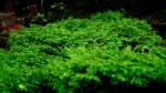Riccardia chamedryfolia (Coral moss).jpg