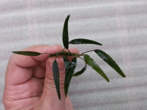 Schismatoglottis roseospatha Gunung Hose.jpg