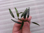 Schismatoglottis roseospatha Gunung Hose1.jpg