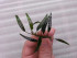 Schismatoglottis roseospatha Gunung Hose1.jpg