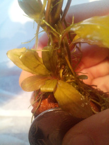 copy_332_Wevy-leaf1.jpg