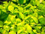 copy_341_copy_76_copy_690_copy_128_copy_151_copy_821_copy_411_copy_953_copy_133_DSCN2826.jpg