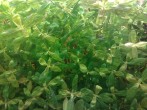 copy_415_copy_575_200120171659.jpg