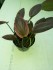 copy_465_copy_744_copy_977_copy_415_copy_40_20160401_160338.jpg
