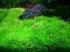 copy_584_copy_632_copy_779_1436442489_utricularia-graminifolia-1.jpg