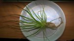 copy_697_WP_20170527_10_46_50_Pro.jpg