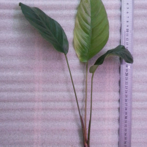 copy_73_sp.Cameroon-дикий-сбор.jpg