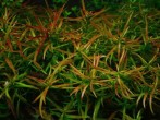 copy_758_copy_240_1441883874_ludwigia-brevipes.jpg