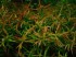 copy_758_copy_240_1441883874_ludwigia-brevipes.jpg