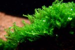 moss sp.610.jpg