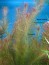 rotala_wallichii.jpg