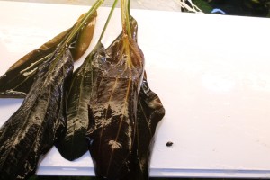 Изображение 4557.jpg